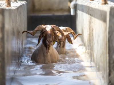 İvesi koyunlara yaz banyosu