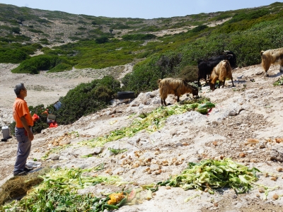 Keçiler için adaya yemek taşıyor