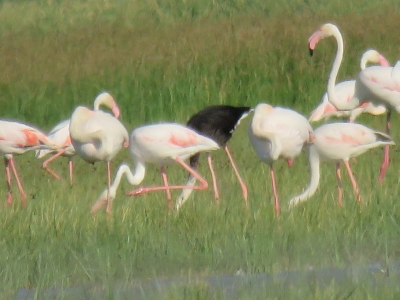 Siyah flamingo ilgi odağı oldu