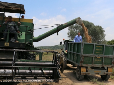 Adana’da nohut tarımı yaygınlaşıyor