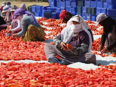 Elazığ’dan Avrupa’ya kurutulmuş domates ihraç ediyor