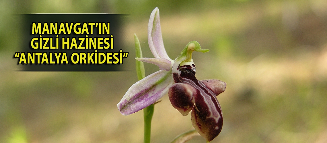Manavgat’ın gizli hazinesi “Antalya orkidesi”