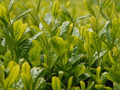 Yeşil çay üreticilerine fark ödenecek