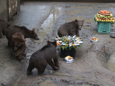 Bursa’da ayılara doğum günü kutlaması