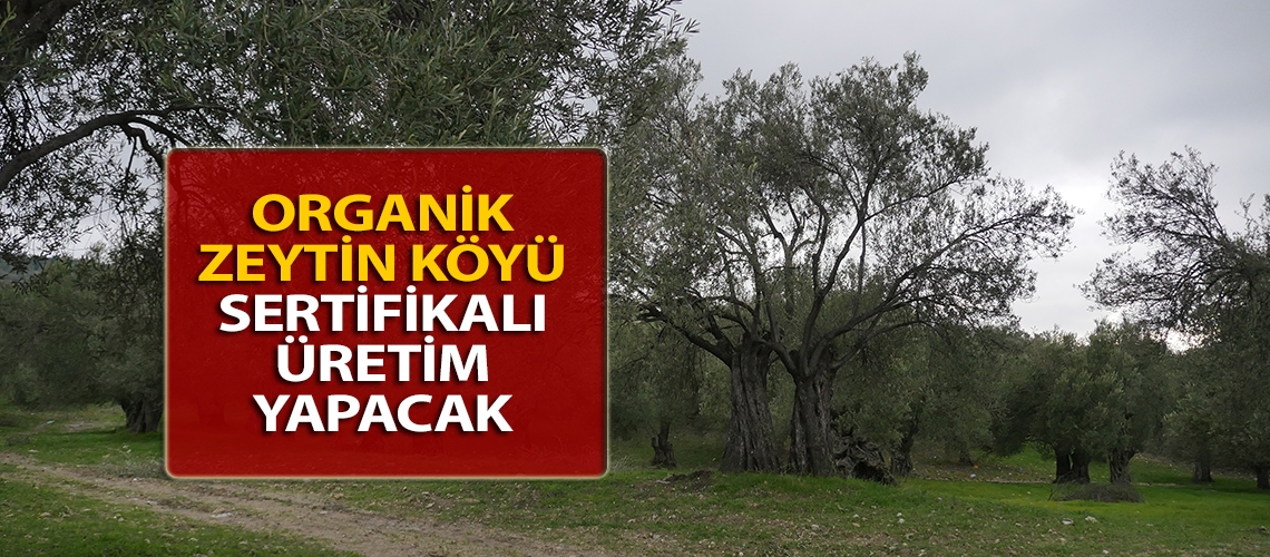 Organik Zeytin Köyü sertifikalı üretim yapacak