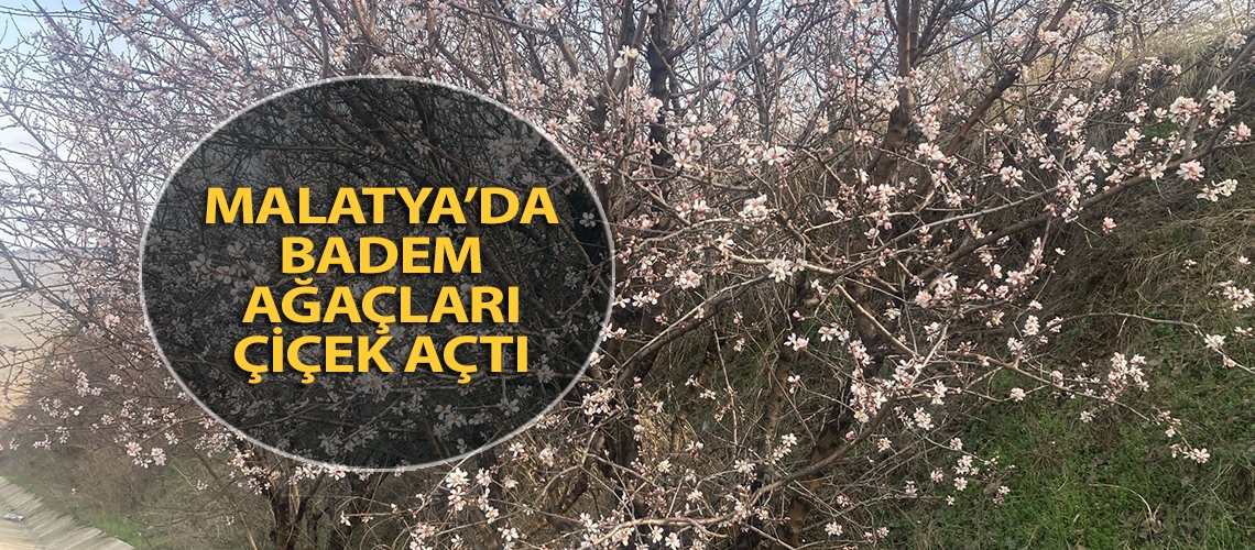 Malatya’da badem ağaçları çiçek açtı