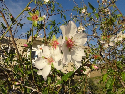 Mersin’de badem ağaçları çiçek açtı