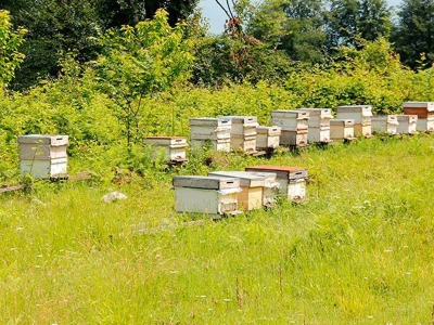 Bal ormanları arıların üretimini artırdı
