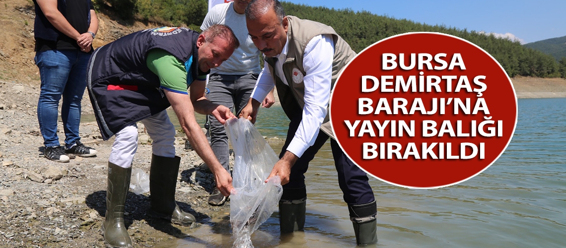 Bursa Demirtaş Barajı’na yayın balığı bırakıldı