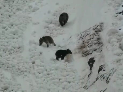 Boz ayıların kar keyfi kameralara yansıdı