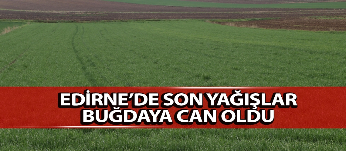 Edirne’de son yağışlar buğdaya can oldu