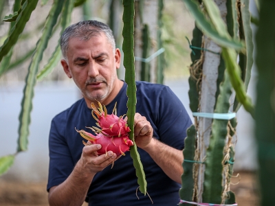 Ejder meyvesi Bursa’da da üretildi