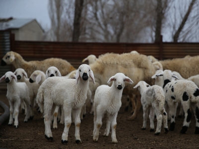 Depremzede besicilerin koyunları kuzulamaya başladı