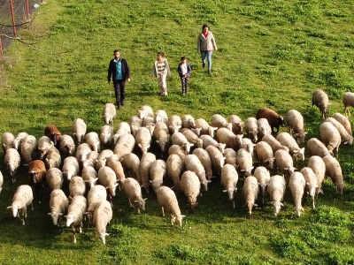 2 koyunla yola çıktılar, çiftlik kurdular