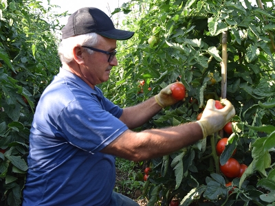 800 metre rakımda yetiştirilen domates için hasat zamanı