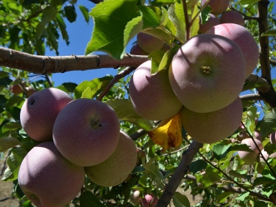 Destekle büyüyen elmalarda bereketli hasat