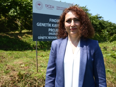Fındığın genotipleri Anadolu'da da araştırılıyor