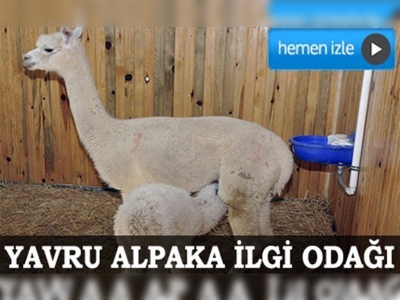 Türkiyenin ilk yavru alpaka devesi doğdu