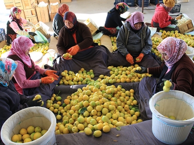 Mersin’de limona son dokunuşu kadınlar yapıyor