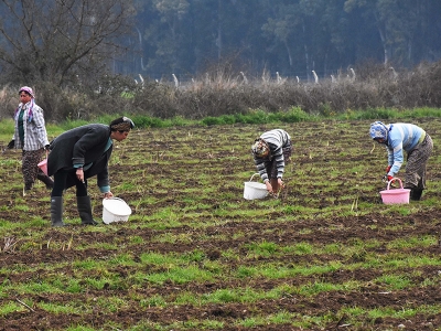 Yerli ve milli tohumlar kentli kadın çiftçilerle buluşuyor