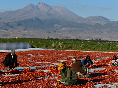 Kayseri’de domatesler dünya pazarı için kuruyor