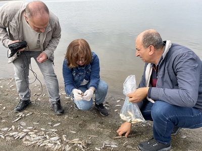 Keban Baraj gölündeki balık ölümleri inceleniyor