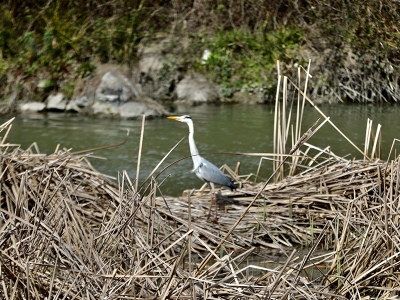 Kızılırmak Deltası 160 bin su kuşuna yuva oldu