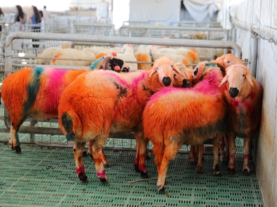 Rengarenk boyandılar, koyunların arasına salındılar