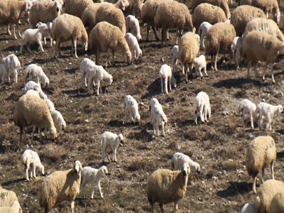 Koyun Sürülerinde Doğumların Toplulaştırılması