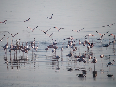 İzmir’in sulak alanlarına kuşlardan ilgi