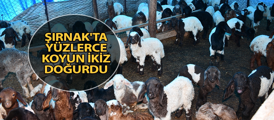Şırnak'ta yüzlerce koyun ikiz doğurdu