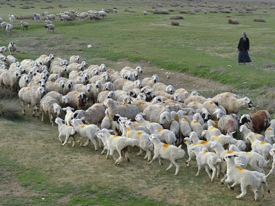 Koyunlarla kuzuların buluşması