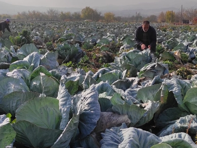 Ukrayna ve Belçika dev lahananın peşinde