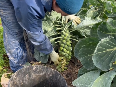 İznik’te üretilen Brüksel lahanaları dünya pazarlarında