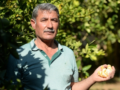 Mardin Ovasında Akdeniz iklimi meyveleri yetiştiriyor