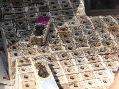 Mersin’de üreticilere ana arı dağıtıldı