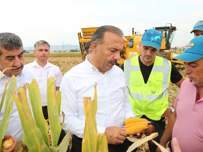 Bursa’da tohumluk mısır hasadı başladı