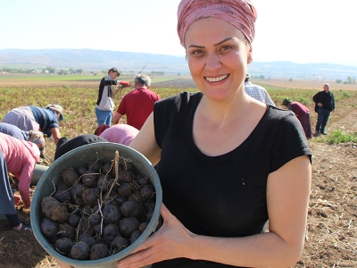 Anadolu tarlalarından Avrupa sofralarına mor patates