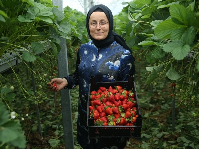 Ordu’da topraksız tarıma kadın girişimi