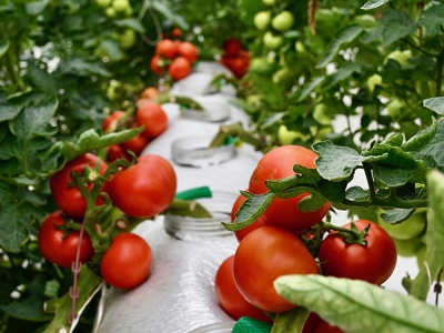 Organik ve iyi tarım uygulamaları desteklerle yaygınlaşıyor