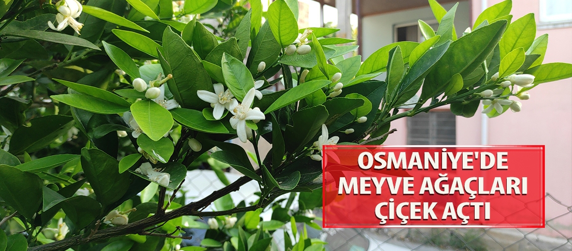 Osmaniye'de meyve ağaçları çiçek açtı