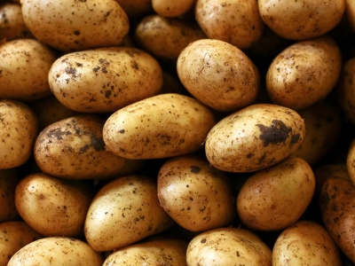 Nevşehir patates tohumunda ülke ihtiyacını karşılıyor