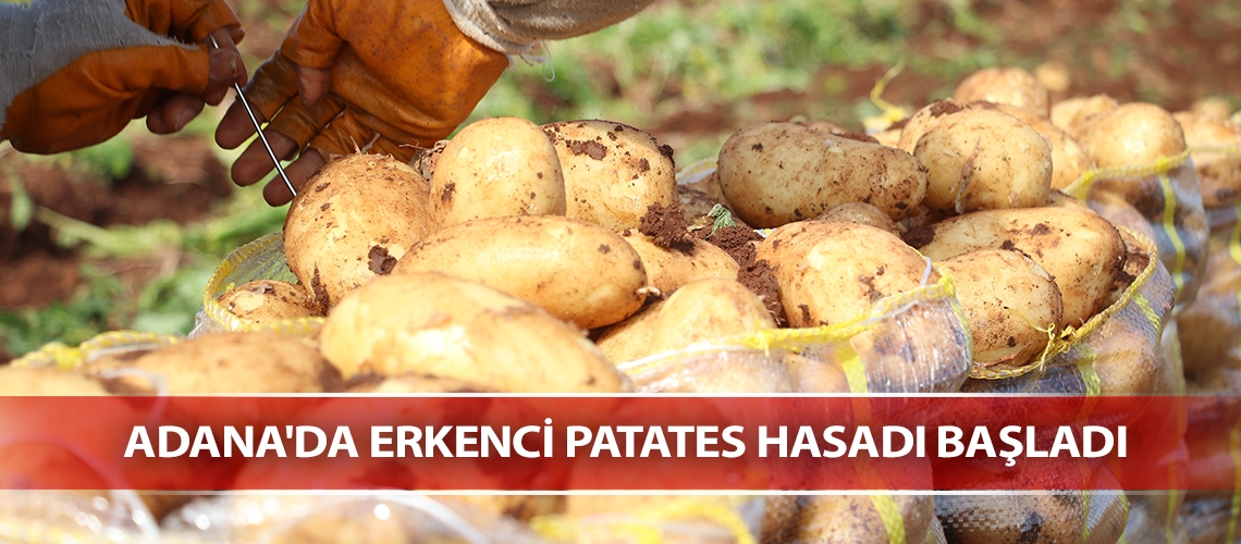 Adana'da erkenci patates hasadı başladı