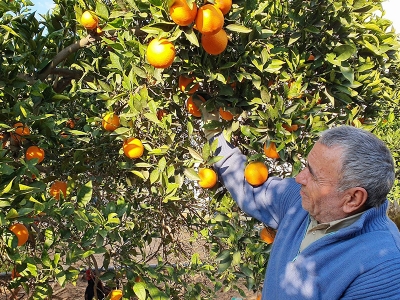 Kuyucak portakalı, Antalya portakalına rakip oldu