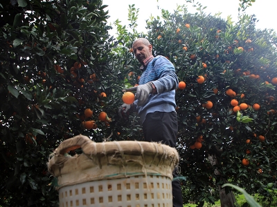 Mersin portakalında yüzde 30 artış bekleniyor