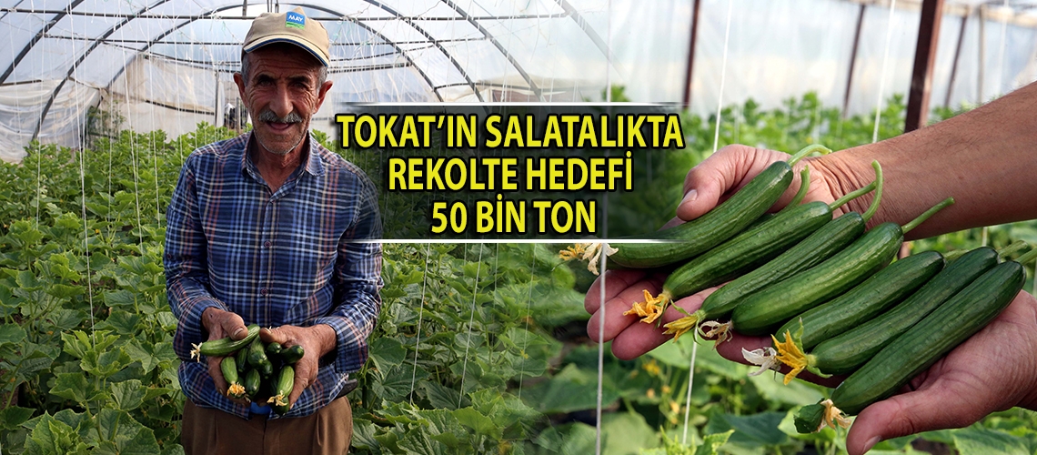 Tokat’ın salatalıkta rekolte hedefi 50 bin ton