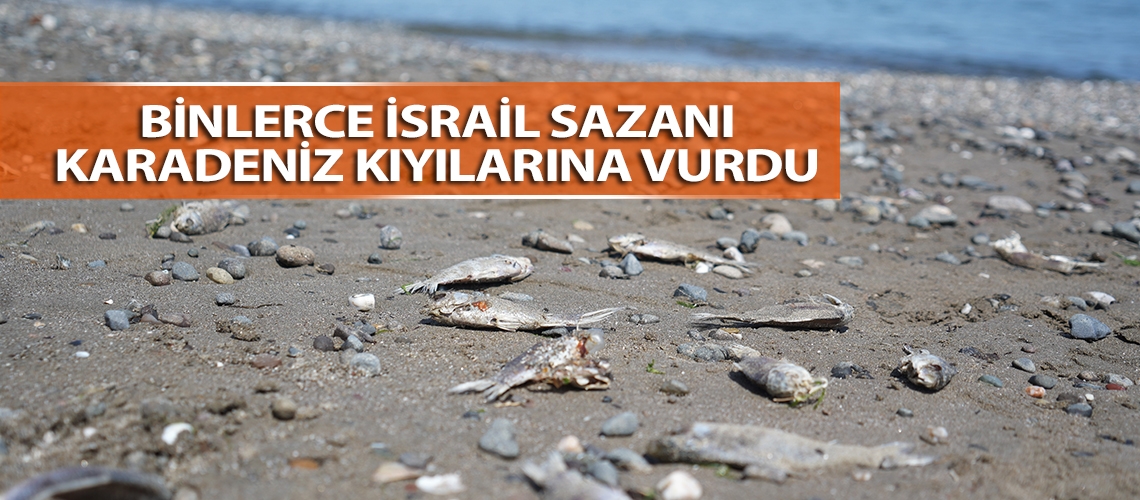 Binlerce İsrail sazanı Karadeniz kıyılarına vurdu