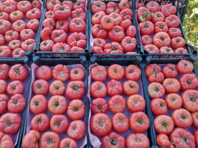 Yerli domates çeşitleri tanıtıldı