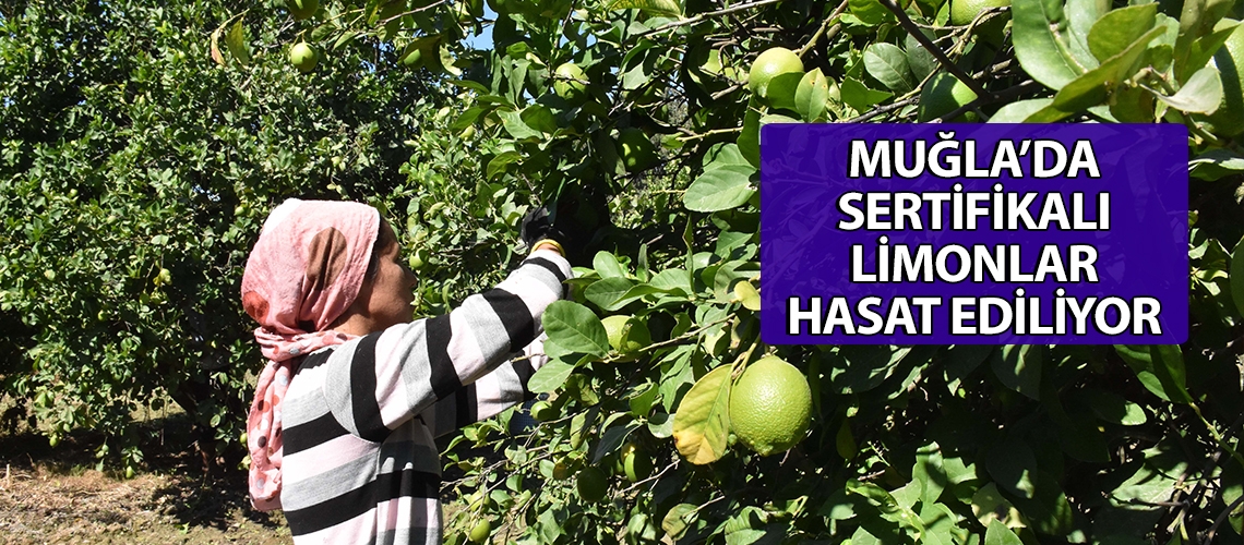 Muğla’da sertifikalı limonlar hasat ediliyor