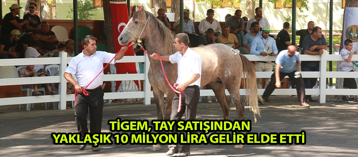 TİGEM, tay satışından yaklaşık 10 milyon lira gelir elde etti